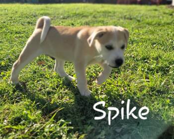 Black Mouth Cur Dogs Available for Adoption in Tallahassee, Florida - Spike | PetCurious