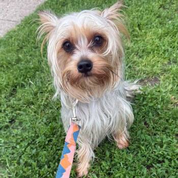 Millie -  Yorkshire Terrier Dog for Adoption in Alma, Michigan - Millie | PetCurious