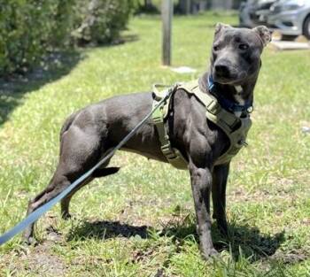 Star -  Terrier and Mixed Breed Dog for Adoption in Palm Coast, Florida - Star | PetCurious