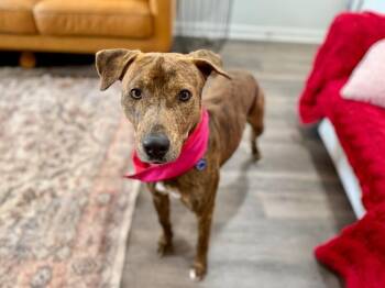 Pit Bull Terrier and Mountain Cur Dogs Available for Adoption - Kermit The Dog | PetCurious