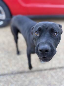 Rescue Pit Bull Terrier Dogs for Adoption in Holly Springs, Mississippi - Sammuel | PetCurious