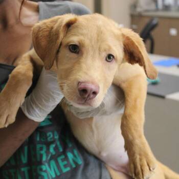 Katniss -  Labrador Retriever and Beagle Dog for Adoption in Hattiesburg, Mississippi - Katniss | PetCurious