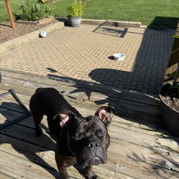 Rescue Pit Bull Terrier and American Bully Dogs for Adoption in Trout Valley, Illinois - Jimmy Hendrix | PetCurious