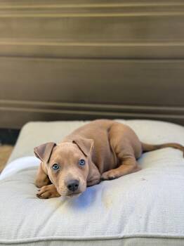 Doberman Pinscher and Pit Bull Terrier Dogs Available for Adoption in Lincoln, California - Aston | PetCurious