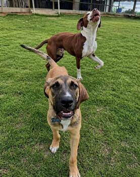 Shepherd Dogs Available for Adoption in Princeton, Massachusetts - Lemon | PetCurious