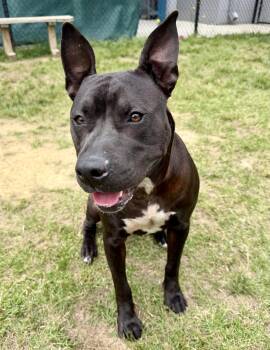 Terrier Dogs Available for Adoption in Lancaster, South Carolina - Mulan  | PetCurious