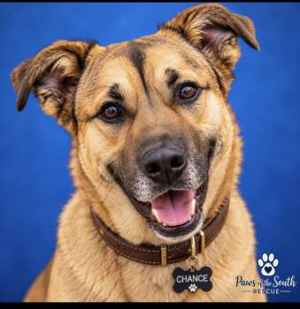 Chance -  German Shepherd Dog Dog for Adoption in Cumming, Georgia - Chance | PetCurious