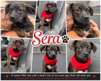 Sera -  Plott Hound and Labrador Retriever Dog for Adoption in Jackson, Tennessee - Sera | PetCurious