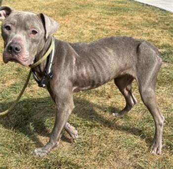 Rescue Pit Bull Terrier Dogs for Adoption in Indianapolis, Indiana - MARTHA | PetCurious