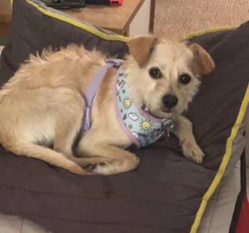 Terrier Dogs Available for Adoption in Mundelein, Illinois - Olive | PetCurious