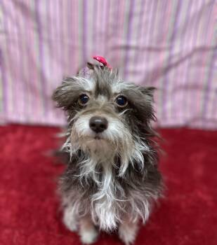 Maltese and Yorkshire Terrier Dogs Available for Adoption - Trixie | PetCurious