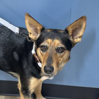 Lucky -  Mixed Breed Dog for Adoption in Newark, New Jersey - Lucky | PetCurious