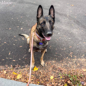 Rescue Belgian Shepherd Malinois and Mixed Breed Dogs for Adoption in Hopkinton, Massachusetts - Moose | PetCurious