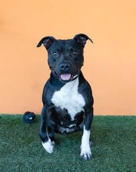 Rescue American Staffordshire Terrier and Mixed Breed Dogs for Adoption in Doral, Florida - TONYA | PetCurious