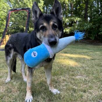 German Shepherd Dog Dogs Available for Adoption in Charlotte, North Carolina - Ryder | PetCurious