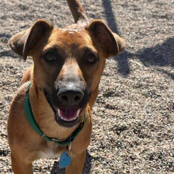 Chloe -  Australian Cattle Dog Blue Heeler and Mixed Breed Dog for Adoption in Durango, Colorado - Chloe | PetCurious