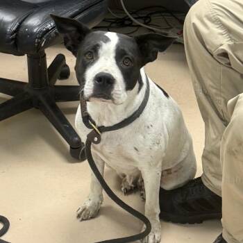 Moomoo -  Pit Bull Terrier and Mixed Breed Dog for Adoption in Pine Bluff, Arkansas - Moomoo | PetCurious