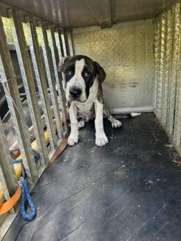 Trip -  Great Dane and Mixed Breed Dog Available for Adoption in Port St. Joe, Florida - Trip | PetCurious