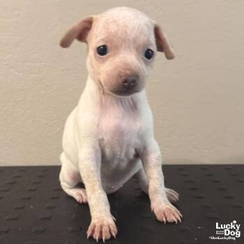 Didi -  Chihuahua Dog for Adoption in Washington, District Of Columbia - Didi | PetCurious