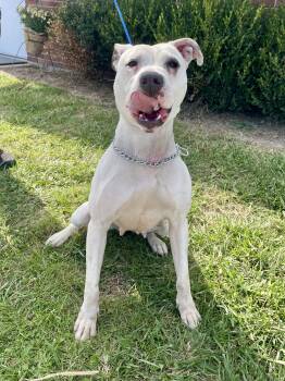 Pit Bull Terrier Dogs Available for Adoption in Washington Court House, Ohio - Hidy | PetCurious