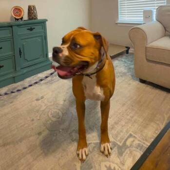 Boxer Dogs Available for Adoption in Hewitt, Texas - Phoebe II | PetCurious