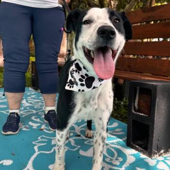 STAN (646) -  Border Collie and Mixed Breed Dog for Adoption in Indiantown, Florida - STAN (646) | PetCurious
