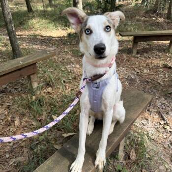 Delta -  Husky and Whippet Dog for Adoption in Humble, Texas - Delta | PetCurious