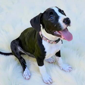 Rescue American Bulldog Dogs for Adoption in Grand Bay, Alabama - Daisy | PetCurious