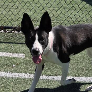 Mixed Breed Dogs Available for Adoption in Memphis, Tennessee - Kadence | PetCurious