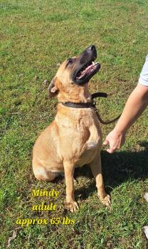 Mindy -  Belgian Shepherd Malinois Dog for Adoption in Stanton, Kentucky - Mindy | PetCurious