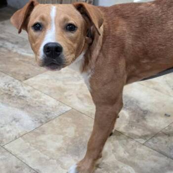 Pebbles -  Retriever and Mixed Breed Dog for Adoption in Fort Collins, Colorado - Pebbles | PetCurious