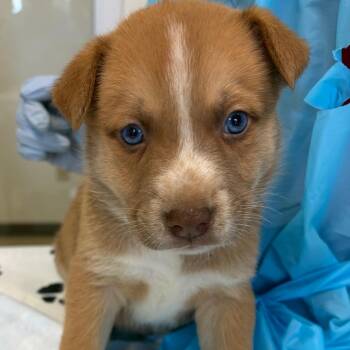 Australian Shepherd and Labrador Retriever Dogs Available for Adoption in Nashville, Tennessee - Mozart | PetCurious