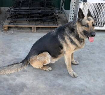 Apollo -  German Shepherd Dog Dog for Adoption in Spring, Texas - Apollo | PetCurious