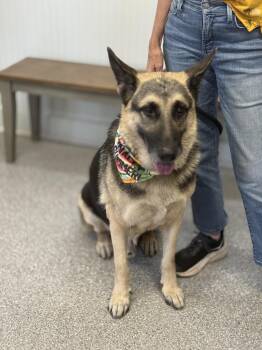 Rescue German Shepherd Dog Dogs for Adoption in Richmond, Texas - Thor | PetCurious