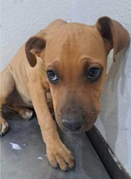 Pringles -  Labrador Retriever Dog for Adoption in Sedalia, Colorado - Pringles | PetCurious