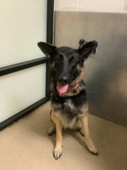 Rescue German Shepherd Dog and Mixed Breed Dogs for Adoption in Fort Worth, Texas - 59821595 | PetCurious