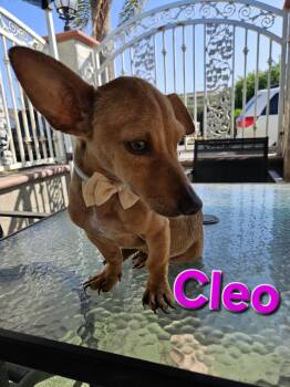 Cleo -  Dachshund Dog for Adoption - Cleo | PetCurious