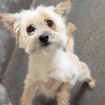 Toad A2279771 -  Terrier Dog for Adoption in Los Angeles, California - Toad A2279771 | PetCurious