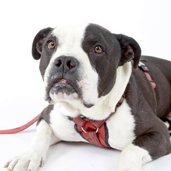 Rumble -  Mixed Breed Dog for Adoption in Murray, Utah - Rumble | PetCurious