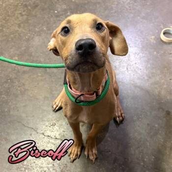 Biscoff -  Pit Bull Terrier and Shepherd Dog for Adoption in Hillsboro, Ohio - Biscoff | PetCurious