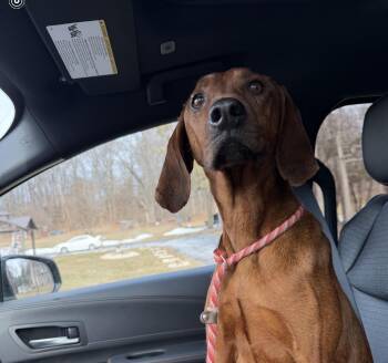 Redbone Coonhound Dogs Available for Adoption in Honey Brook, Pennsylvania - Nutmeg  | PetCurious