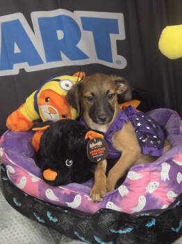 Autumn -  Australian Shepherd Dog for Adoption in Sanford, Florida - Autumn | PetCurious