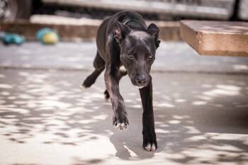Emmy Lou -  Shepherd and Belgian Shepherd Malinois Dog for Adoption in Twentynine Palms, California - Emmy Lou | PetCurious