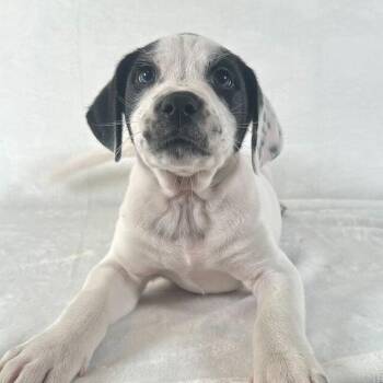Mixed Breed Dogs Available for Adoption - Armani | PetCurious