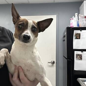 Terrier Dogs Available for Adoption - Serena | PetCurious