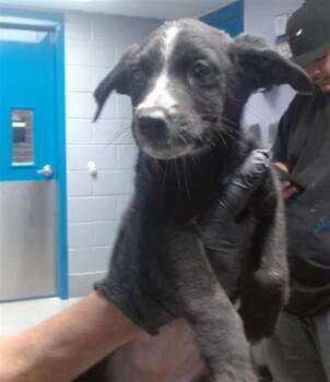 Pit Bull Terrier and Mixed Breed Dogs Available for Adoption - GNEISS | PetCurious