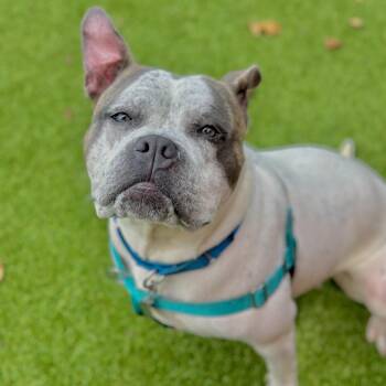 Kiki -  Mixed Breed Dog for Adoption in Warwick, Rhode Island - Kiki | PetCurious