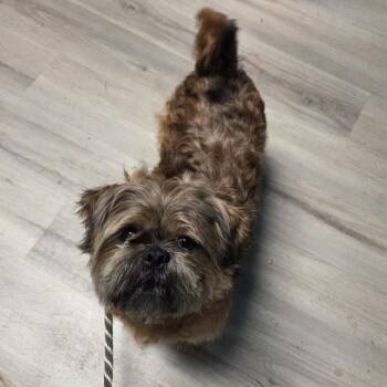 Ding Dong -  Shih Tzu Dog for Adoption in St. Louis, Missouri - Ding Dong | PetCurious