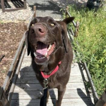 Freddy -  Chocolate Labrador Retriever Dog for Adoption in Cheyenne, Wyoming - Freddy | PetCurious