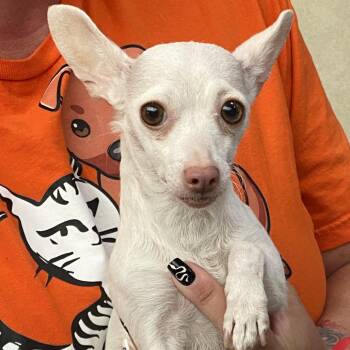 Chihuahua Dogs Available for Adoption in Westminster, California - WAGS-Stray-21198 | PetCurious
